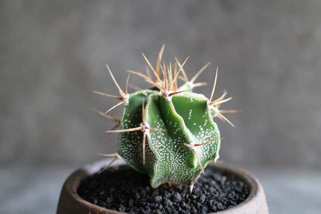 アストロフィツム 般若 Jujumaru Webshop