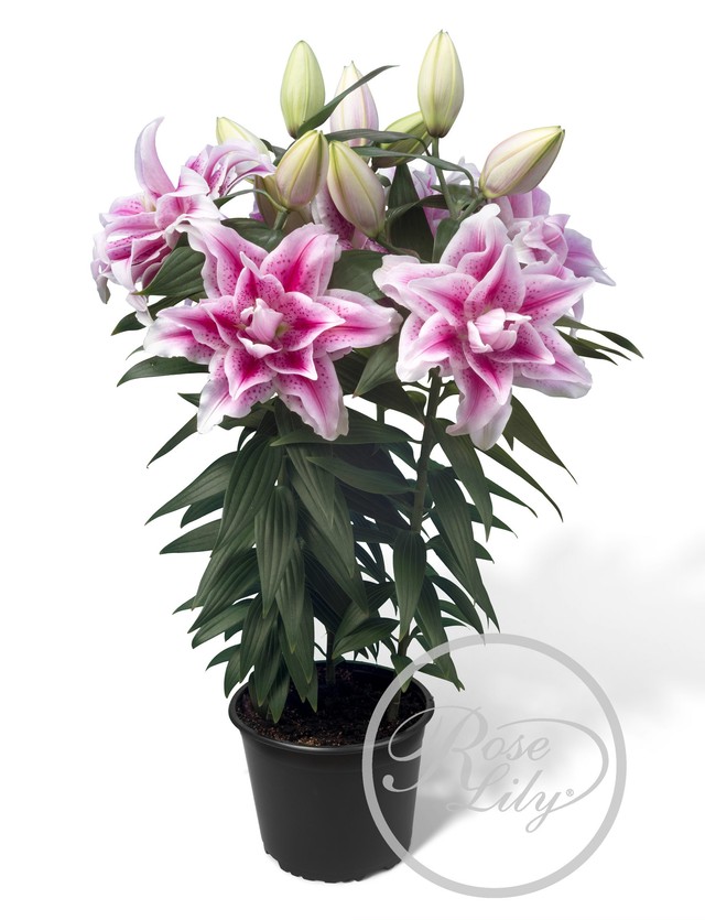 21球 オリエンタルユリ 春植え八重ゆり球根幸せセット 21球 7品種 3 送料無料 にたばるゆりの花ネットショップ