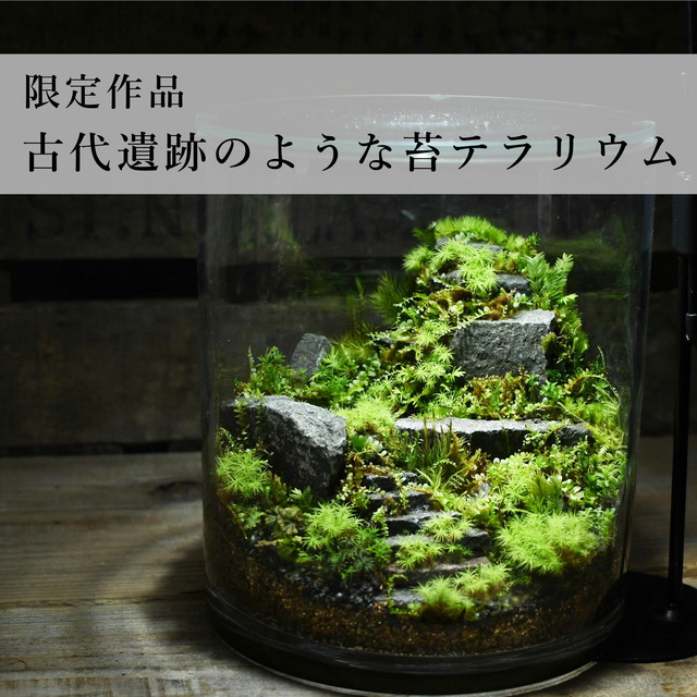 過去の作品 オーダー制作可 苔テラリウム専門ショップ道草