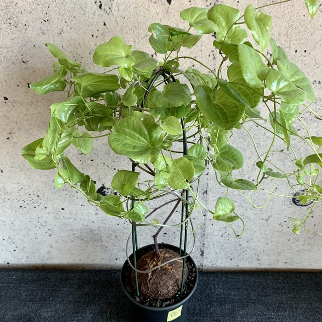 ディオスコレア エレファンティペス 亀甲竜 Planet Plants プラネットプランツ ディオスコレア エレファンティペス 亀甲竜 Planet Plants プラネットプランツ
