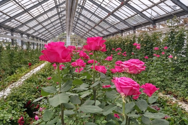 第二弾 送料込み 30本セット バラ農家直送のバラの生花 送料込み Flower Cycle Marche 株式会社rin