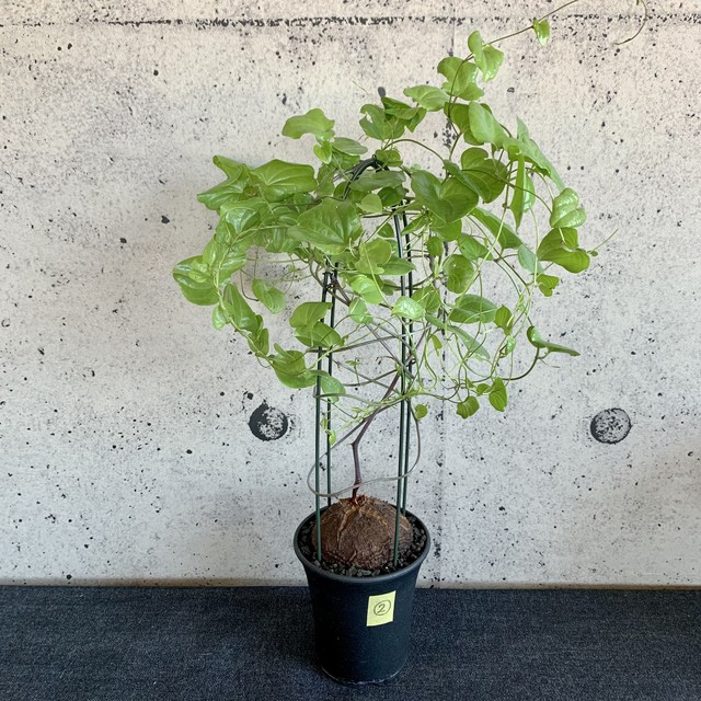 ディオスコレア エレファンティペス 亀甲竜 Planet Plants プラネットプランツ
