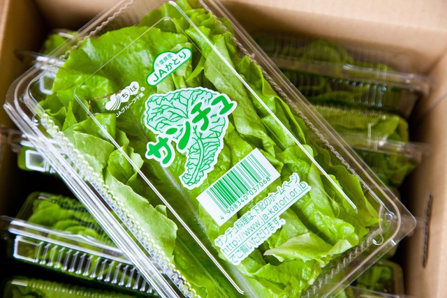 サンチュ 100枚 Green Farm Sasamoto