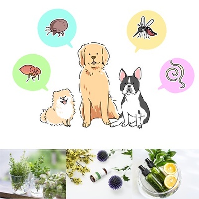 ペットに優しい虫除けスプレー ノミ ダニ 蚊 Hiwa Ilio 自然で優しい愛犬のケア用品