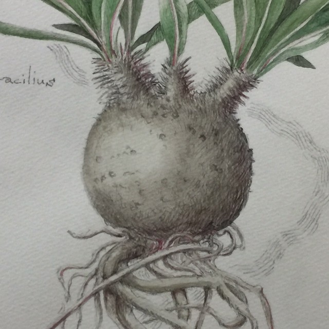 パキポディウム グラキリス 植物画 原画 額入り Pachypodium Gracilius Mayco S Succulent Art Box