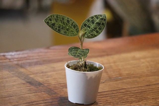 マコデス ジュエルオーキッド Gp Yamacho