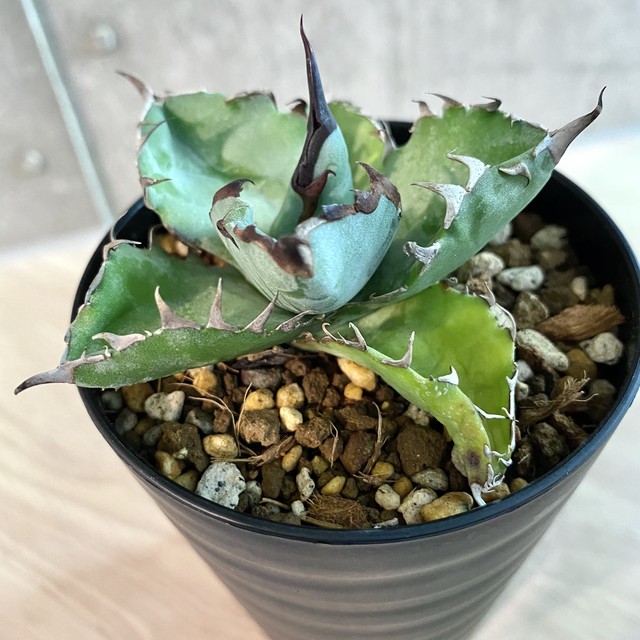 アガベ Agave Titanota Black And Blue Blue Ball アガベ チタノタ ブラックアンドブルー ブルーボール 観葉植物 多肉植物 インテリア 鉢込み発送 発根済 美株 Listycagave