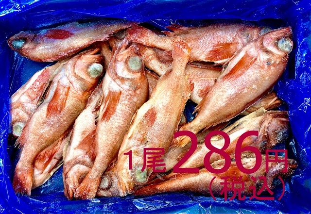 【一般のお客様大歓迎】605 業務用 宮城県産冷凍尾頭付メヌケ(赤魚) セミドレス 15尾入 ウロコ内臓処理済み
