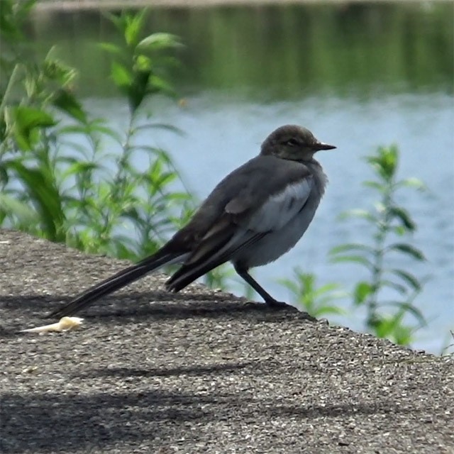 毛づくろいする鳥 セグロセキレイ 動画素材研究所