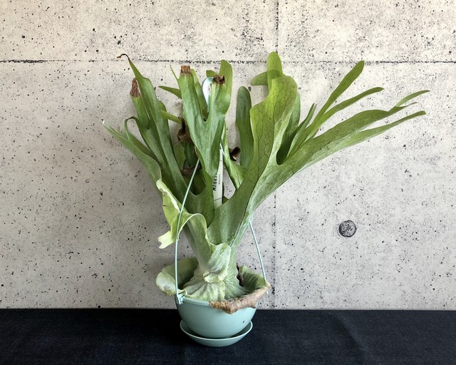 ビカクシダ スパーバム ａ Planet Plants プラネットプランツ