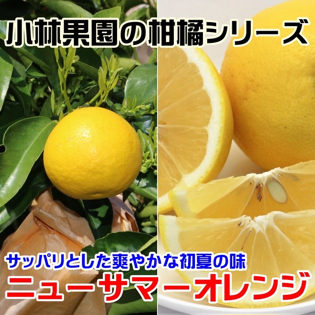 小林果園のニューサマーオレンジ 2.5kg