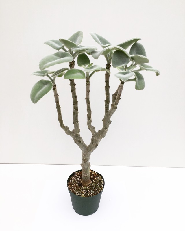 カランコエ 仙女の舞 Kalanchoe Beharensis Ver Latiforia White Spg For Sale