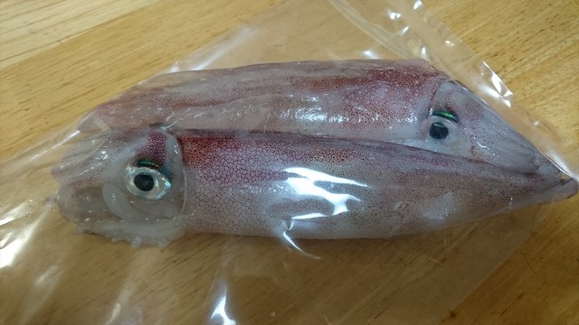 本物食材 ケンサキイカ １０００ｇ ７ ８人前 活イカ急速冷凍品 山陰海鮮 嵩海丸