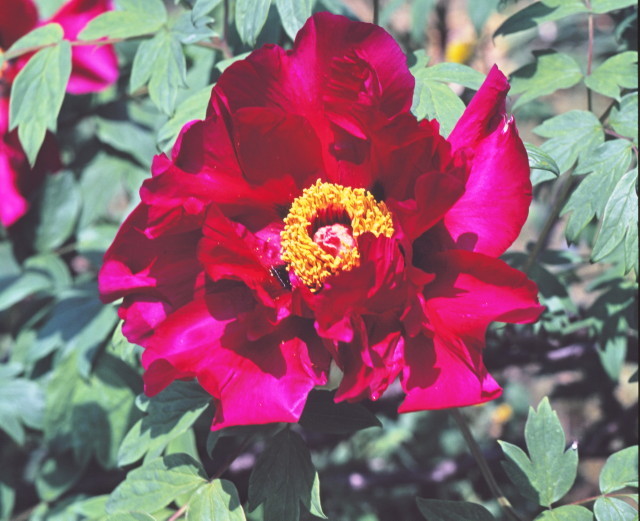 日本の花 真っ赤な芍薬の花 Japanese Flower Shakuyaku Red Peony Yumemirutanuki