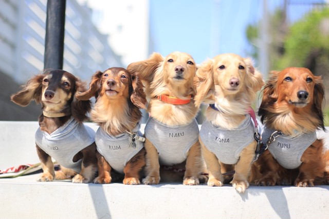 ベーシックサマーパーカー カニンヘンダックスとミニチュアダックス専門のお洋服webショップ Rum Pino Couture