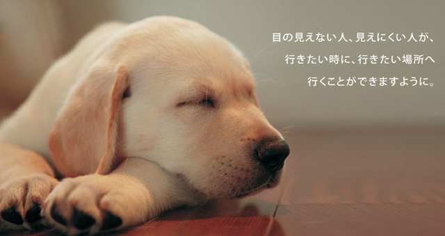 日本盲導犬協会 盲導犬の育成と視覚障害リハビリテーション事業 手軽に社会貢献 Click募金 あなたの想いを届けます