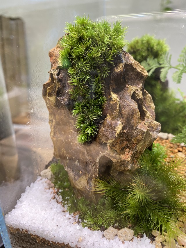 テラリウム用 苔簡易着生 気孔石 グラスセット Feel The Garden