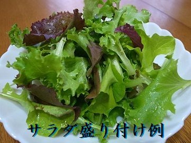 ガーデンレタスミックス 栽培セット Mサイズ 種 野菜 ベジタブル サラダ V 300 Lalalady Ownd