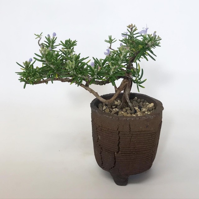 ローズマリー盆栽 匍匐性 R6 Bonsai 鉄と山