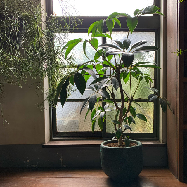 ツピダンサス 陶器鉢入 ボタニカルショップ Atelier Ressources