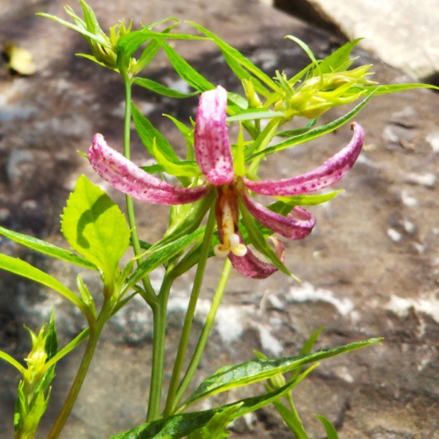 糸咲きホタルブクロ10 5cmポット苗 Hanazukin 花ずきん 農家直送の花苗 シンビジュームの花束