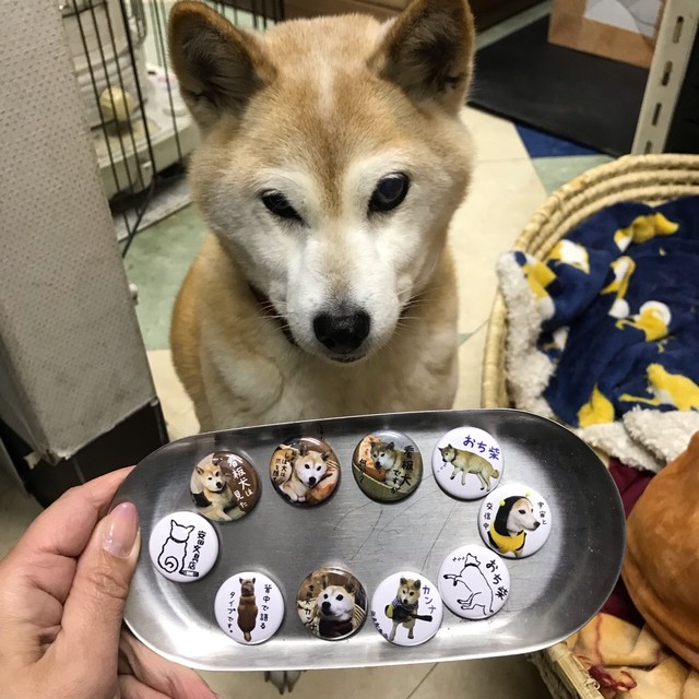 看板犬 マグネット 看板犬のいる文具屋さん