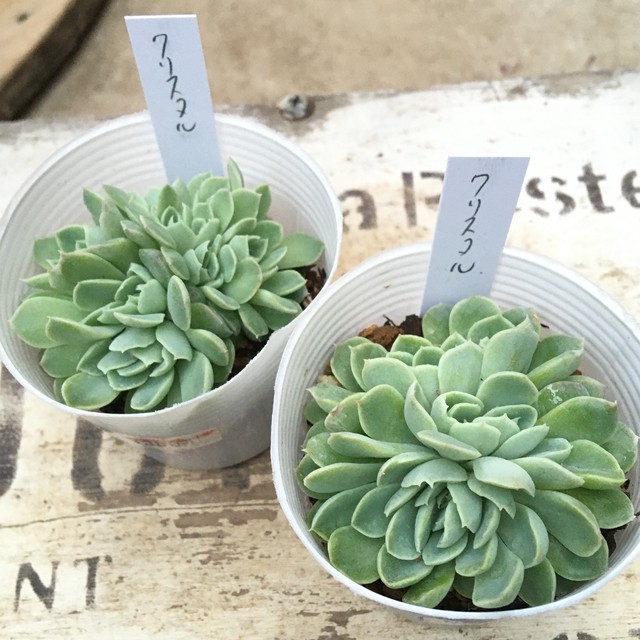 クリスタル Rupo 多肉植物専門店