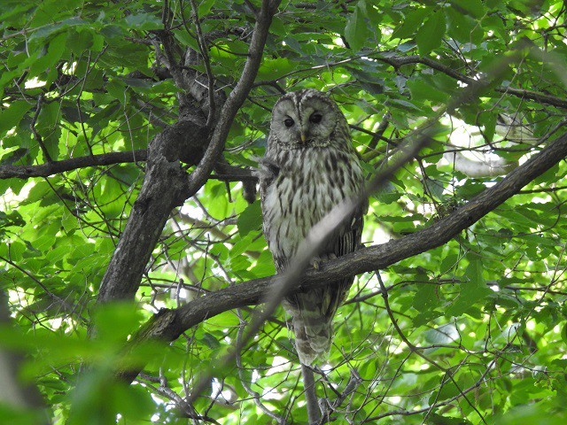 フクロウの写真 写真屋 １０ 鳥