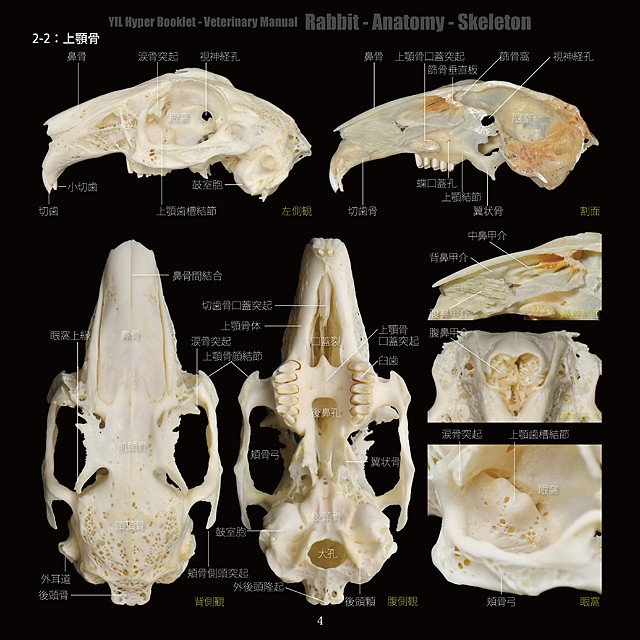 Yilハイパーブックレット ヴェテリナリマニュアル ウサギ 解剖 骨格 Yilストア マニアックな動物 獣医学 野鳥関連書籍 ブックレットなどの情報発信