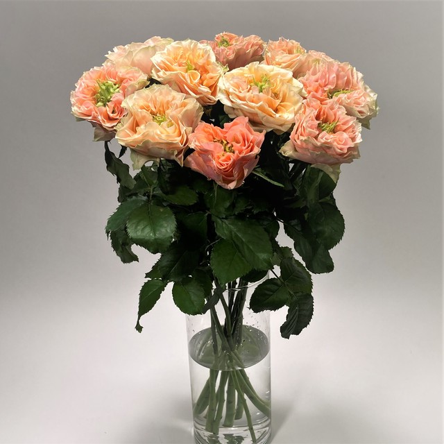 Rose フォセット 10本 (JAひまわり バラ部会)