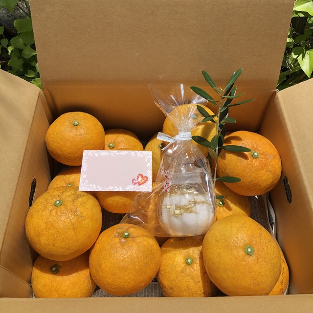 母の日のギフトに 農薬不使用 無農薬 木成り 甘夏3kg 甘夏の花のモイストポプリ しあわせの樹 あまくさ