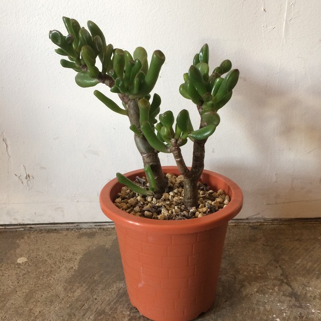 Crassula Portulacea F Monstrosa ゴーラム Safsaf By Helden