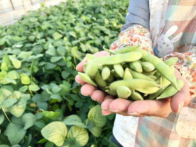 期間限定 ひろ子の枝豆300g 5袋 Kotaro Brand
