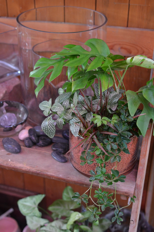 寄せ植え 涼しげな観葉植物の寄せ植え Ikujyuen
