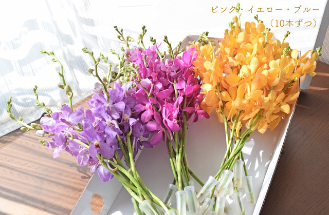 すべての花の画像 ユニークモカラ 花