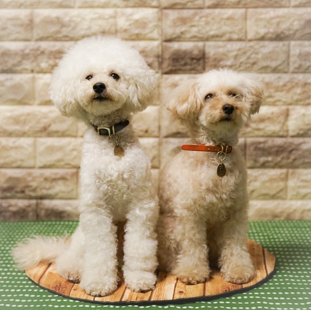 杏こま レザーカラー オレンジ 小型犬専用 シンプル派 スタイリッシュ派 手作り 杏こま 杏こま レザーカラー オレンジ 小型犬専用 シンプル派 スタイリッシュ派 手作り 杏こま