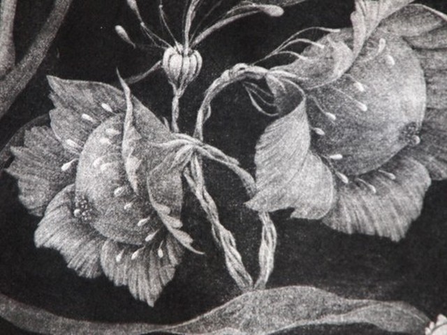 銅版画シート 乳花 共生 ちちばな きょうせい Hiroshi Ueda Works