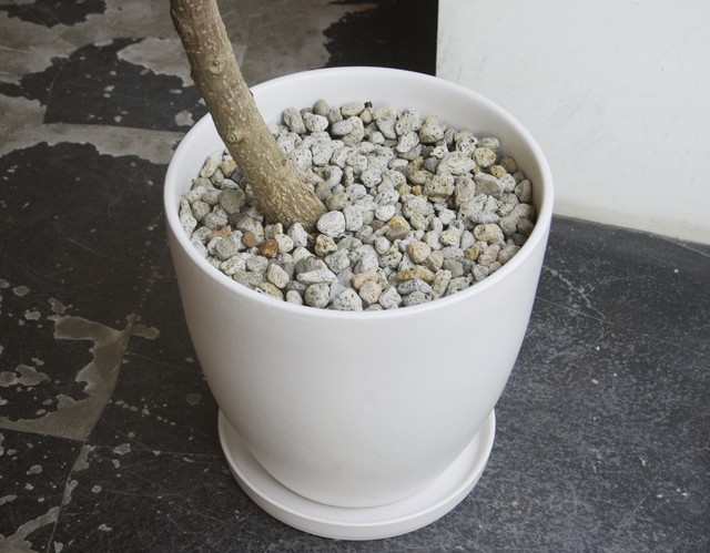 23区内限定配送 フィカス エラスティカ ソフィア Neo Green