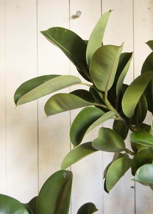 23区内限定配送 フィカス エラスティカ ソフィア Neo Green