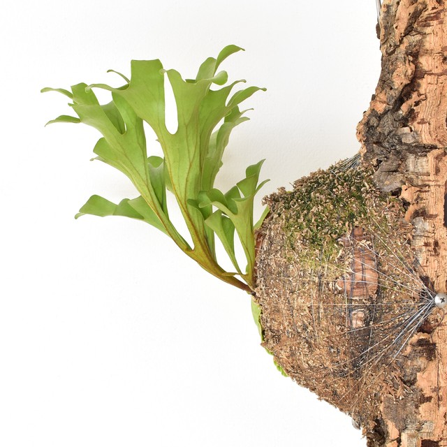 Platycerium Ridleyi ビカクシダ リドレイ コルク仕立て コウモリラン 宙花sorahana