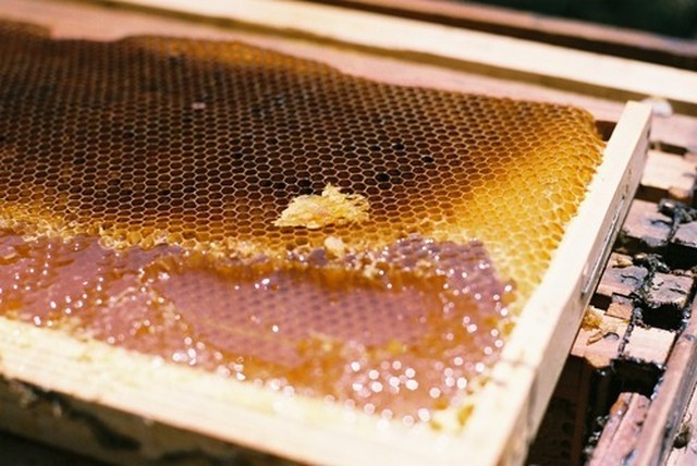 自家農園採取 非加熱 生はちみつ ハチだけの仕事 100g Le Fleuveのお菓子に使っている蜂蜜です Le Fleuve ルフルーヴ