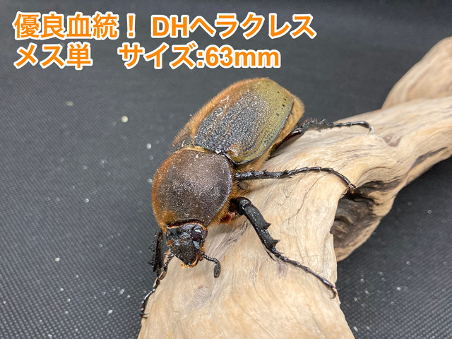 クミヒト 昆虫飼育