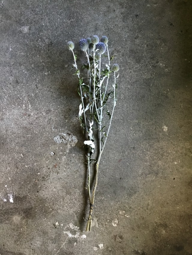 ルリタマアザミ ベッチーズブルー ドライフラワー Memento Dried Flower Arrangement ドライフラワー通販