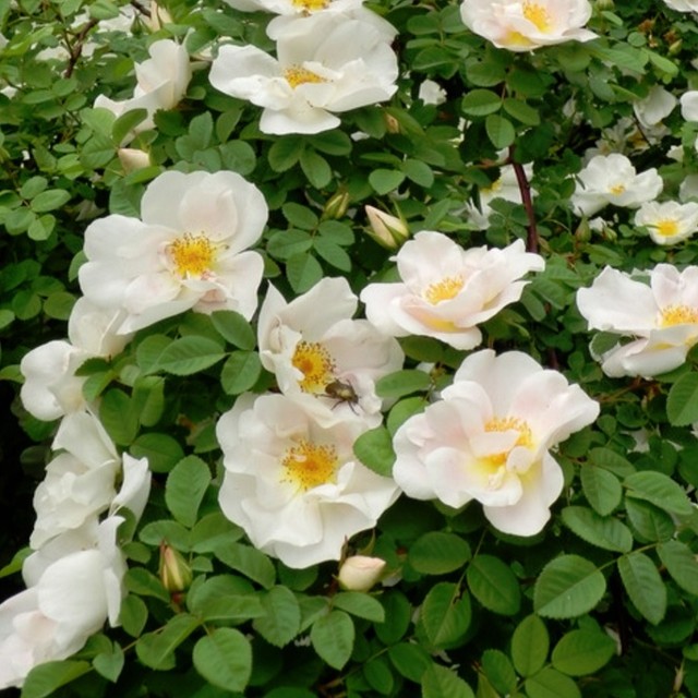 アメリア Amelia 天空のバラ園 無農薬バラ苗 花苗 クレマチス ハーブ産直販売