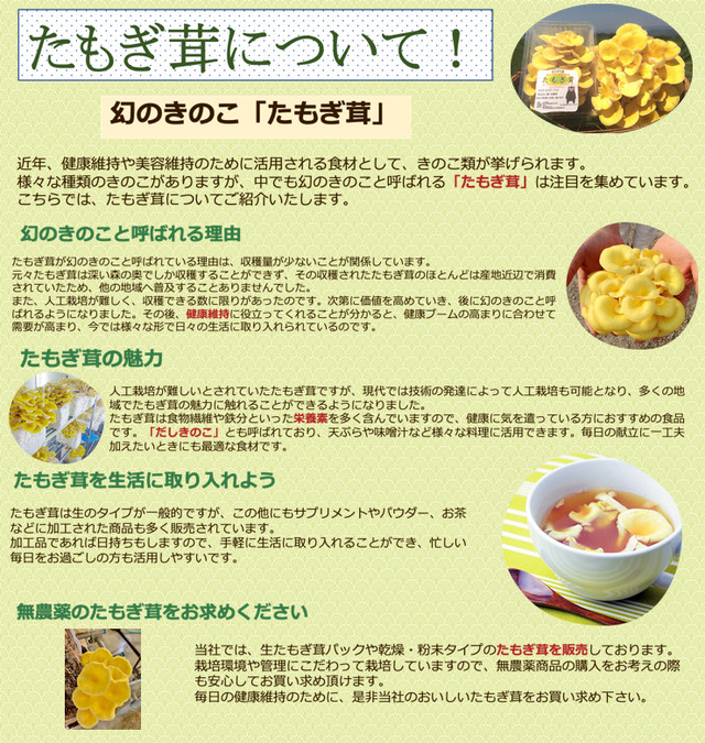 熊本県産あさぎり町 花咲たもぎ茸茶 ティーバッグ ほうじ茶 送料無料 こだわり市場