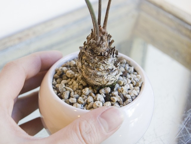 ザミア フロリダーナ Neo Green