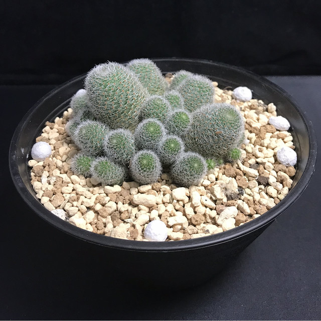 実生 ヘリオーサ V アルビフローラ サボテン 珍奇植物 ビザールプラン Ryokuzen Greenmarket