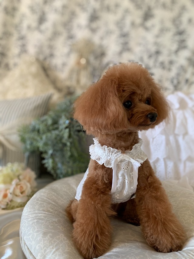 カットレースsundress 犬服 犬 ドッグウェア ペット 小型犬 ドレス ワンピース レース リボン 新作 春夏 人気 かわいい おしゃれ Petitkano