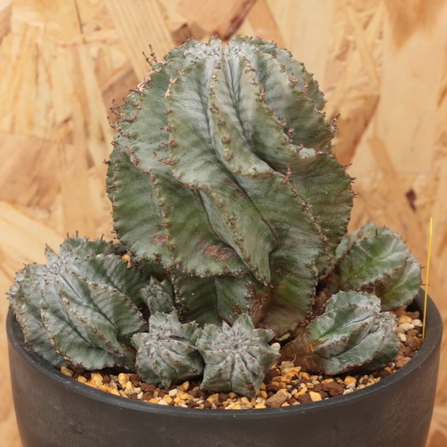 販売済み オベサ 図鑑 群生白衣ホリダ Euphorbia Horrid ユーフォルビア ホリダ Libaran Plants オベサ 通信販売専門店