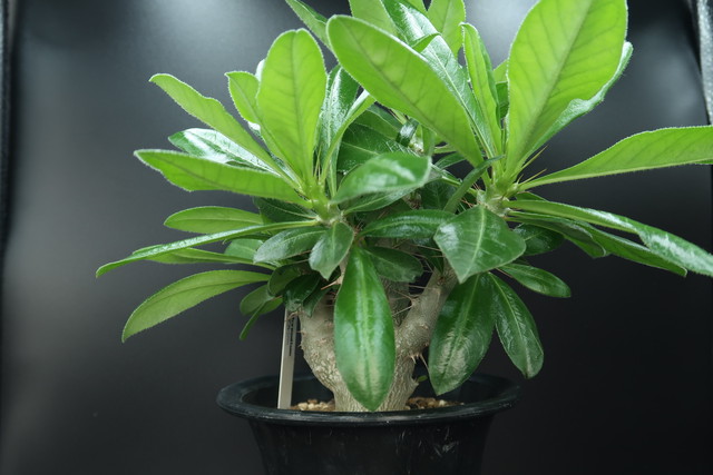 パキポディウム サンデルシー サウンデルシー Pachypodium Saundersii コーデックス 塊根植物 Bios Plants